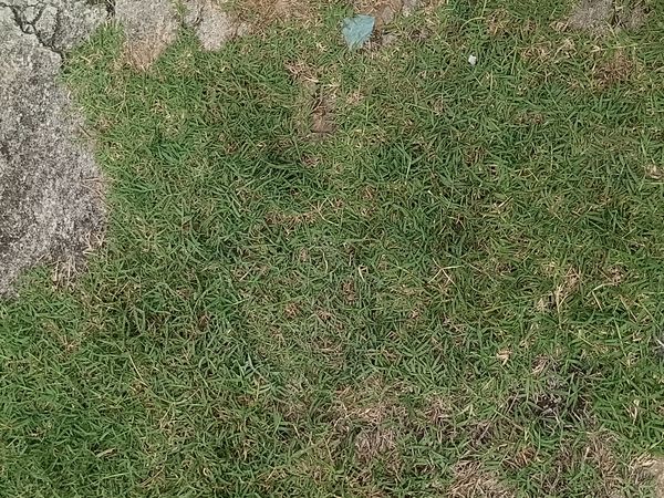 Identificação da planta Grama buchinho por foto