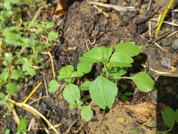 Identificação da planta Breudo por foto