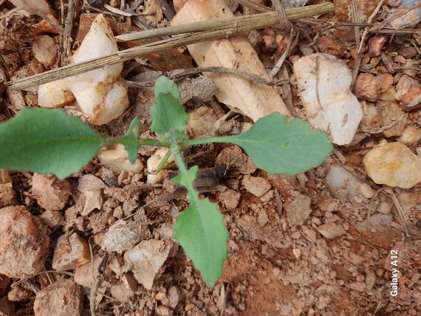 Identificação da planta Serralha-mirim por foto
