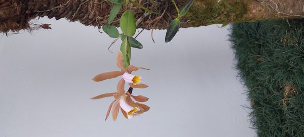 Identificação da planta Orquídea boca de lobo por foto