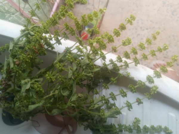 Identificação da planta Manjericão por foto