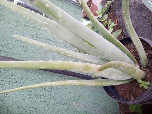 Identificação da planta Babosa por foto