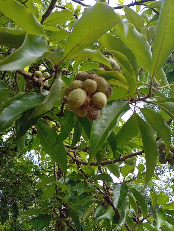 Identificação da planta Michelia por foto