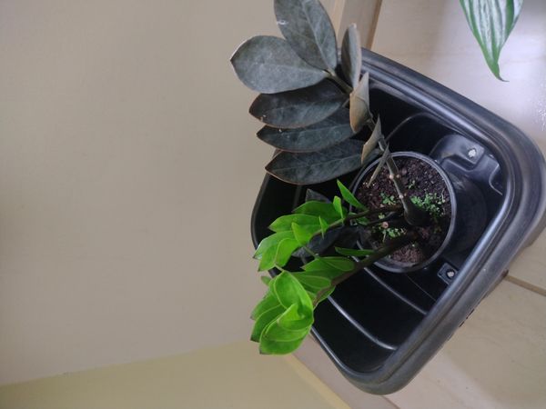 Identificação da planta Zamioculcas por foto
