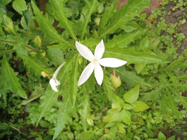 Identificação da planta Lindabela por foto