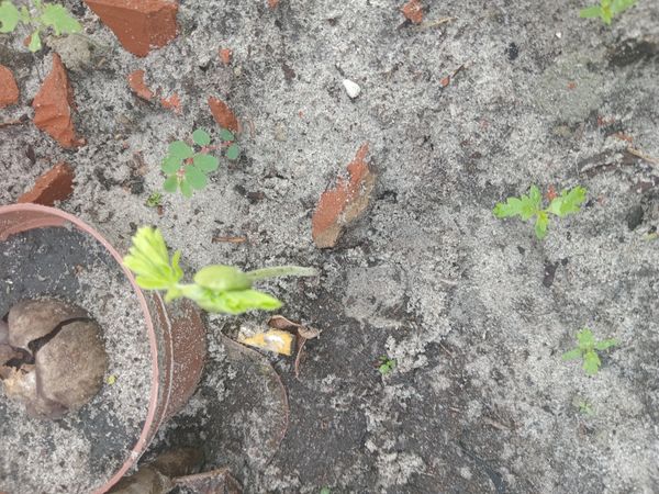 Identificação da planta Sem nome popular conhecido por foto