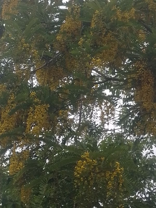 Identificação da planta Canafístula por foto