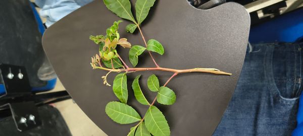 Identificação da planta Aroeira por foto