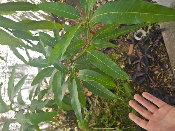 Identificação da planta Manga por foto