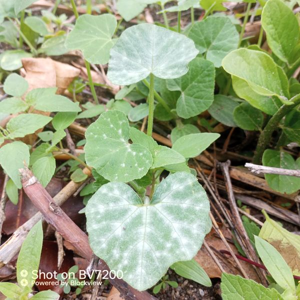 Identificação da planta Abóbora moranga por foto