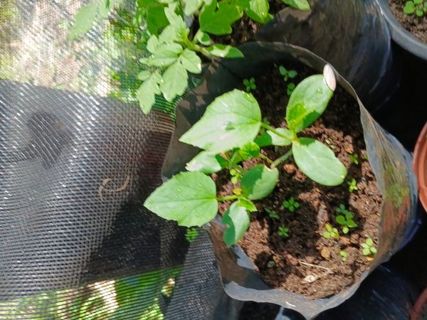 Identificação da planta Pepino por foto