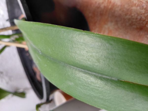 Identificação da planta Orquídea-Phalaenopsis por foto