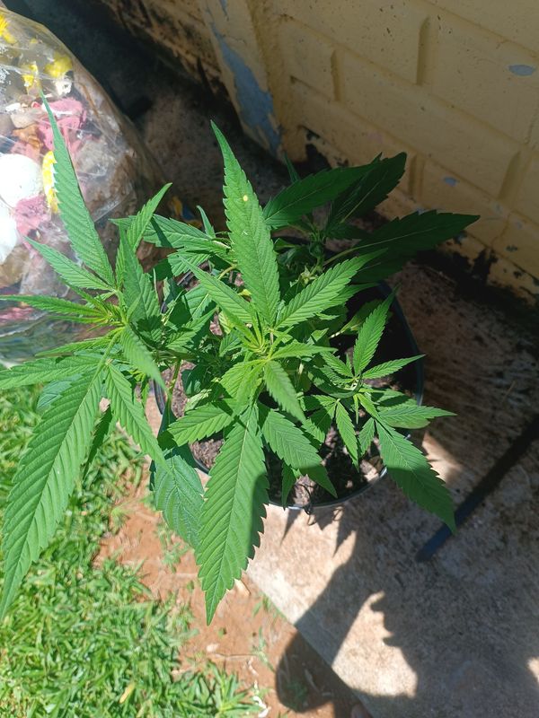Identificação da planta Maconha por foto