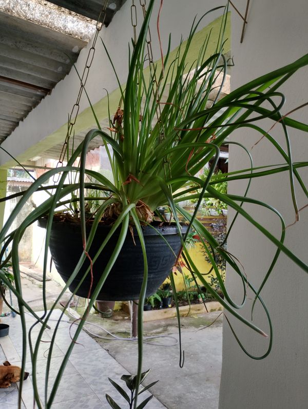 Identificação da planta Mini cebola por foto