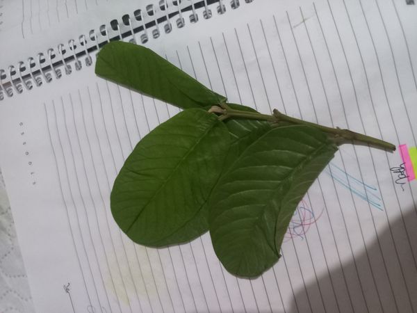 Identificação da planta Goiabeira por foto