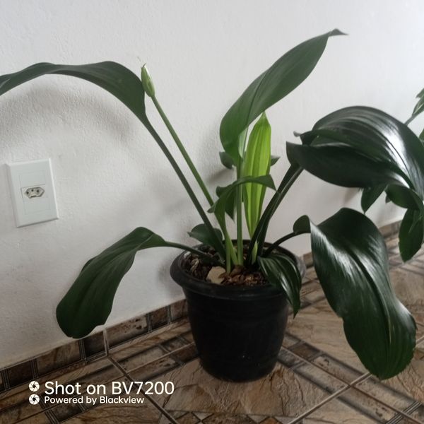 Identificação da planta Lírio do Amazonas por foto