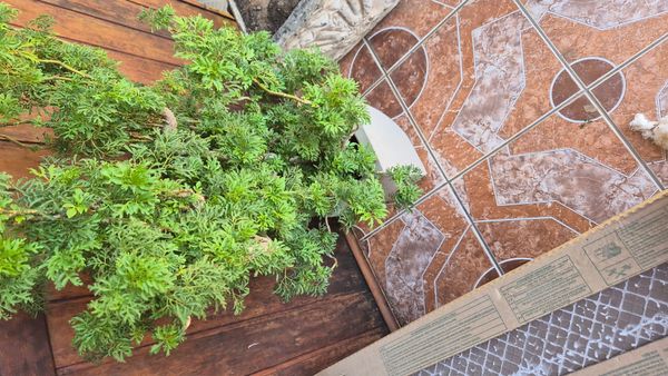 Identificação da planta Bonsai-Havaí por foto