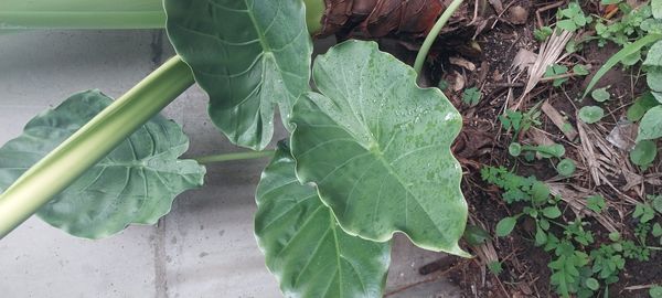 Identificação da planta Alocásia por foto