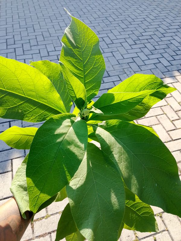 Identificação da planta Fumo-bravo por foto