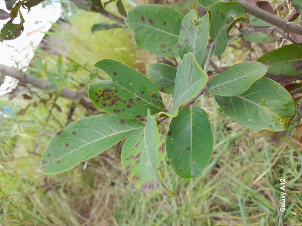 Identificação da planta Mufumbo por foto