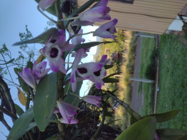 Identificação da planta Orquídea bambu por foto