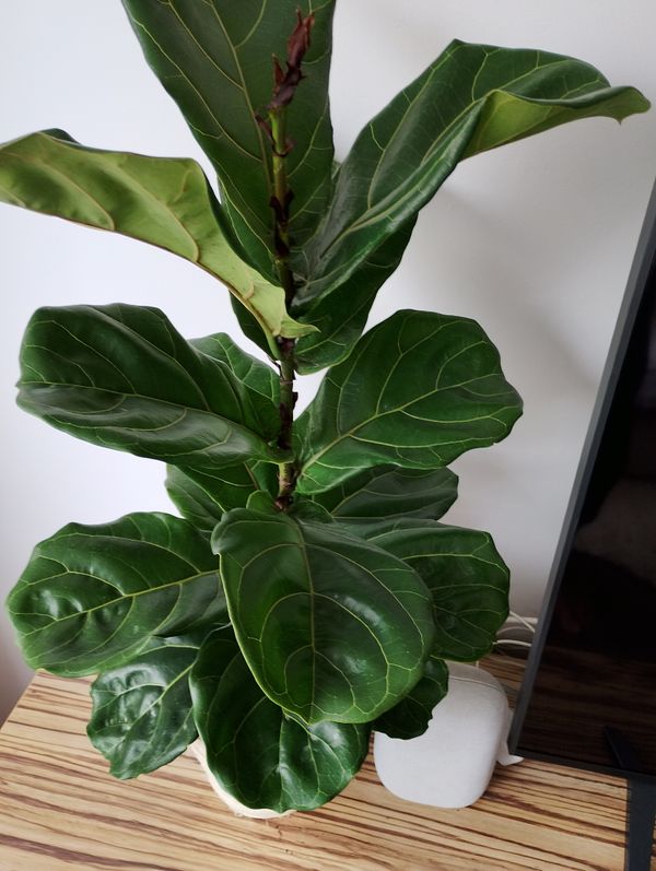 Identificação da planta Figueira-lira por foto