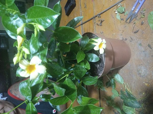 Identificação da planta Jasmim-do-chile por foto
