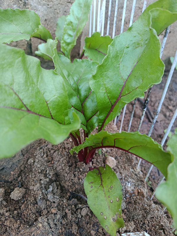 Identificação da planta Beterraba por foto