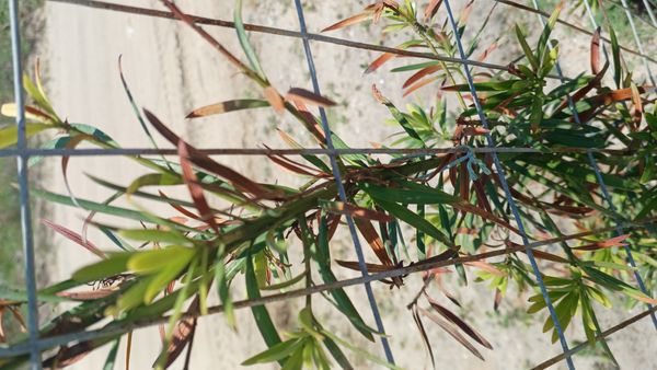 Identificação da planta Pinheiro-de-buda por foto