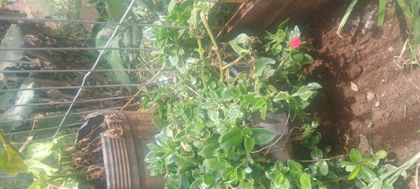 Identificação da planta Aptenia ou Rosinha-de-sol por foto