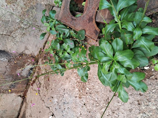 Identificação da planta Maria-gorda por foto