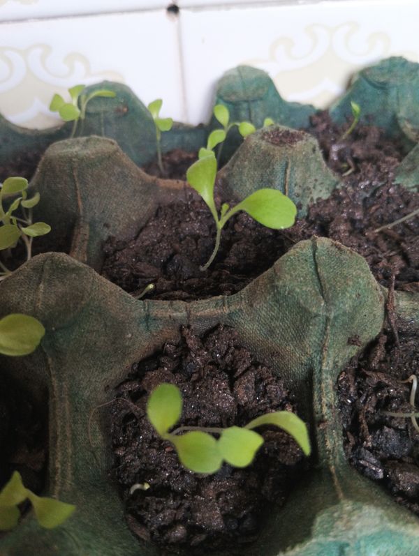Identificação da planta Agrião por foto