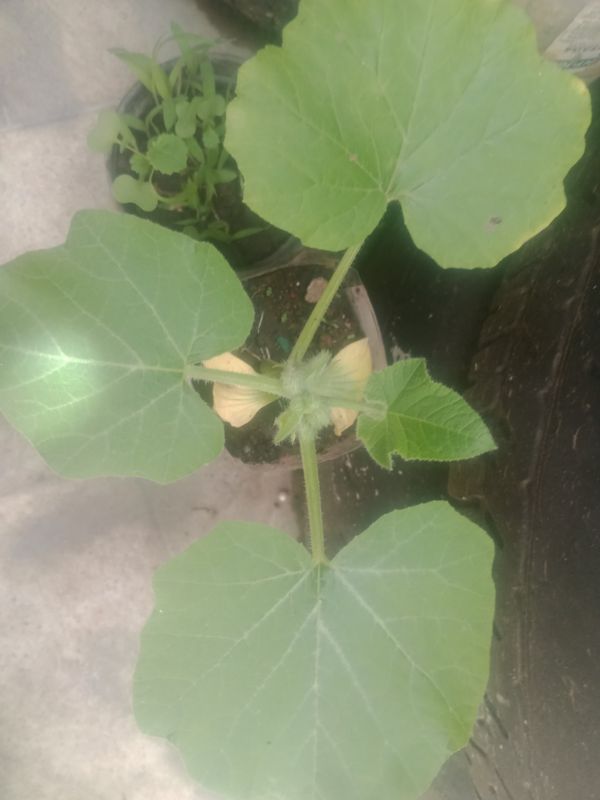 Identificação da planta Abóbora por foto
