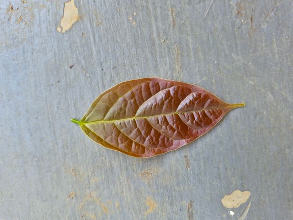 Identificação da planta flor-de-inverno por foto