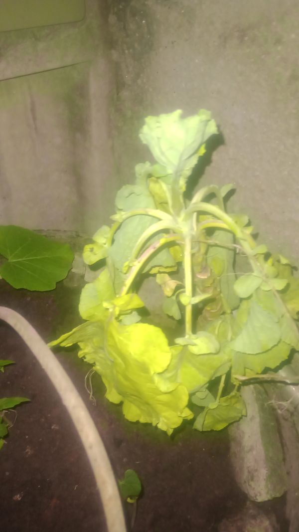Identificação da planta Nabo por foto