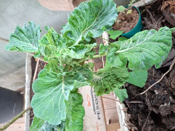 Identificação da planta Couve por foto