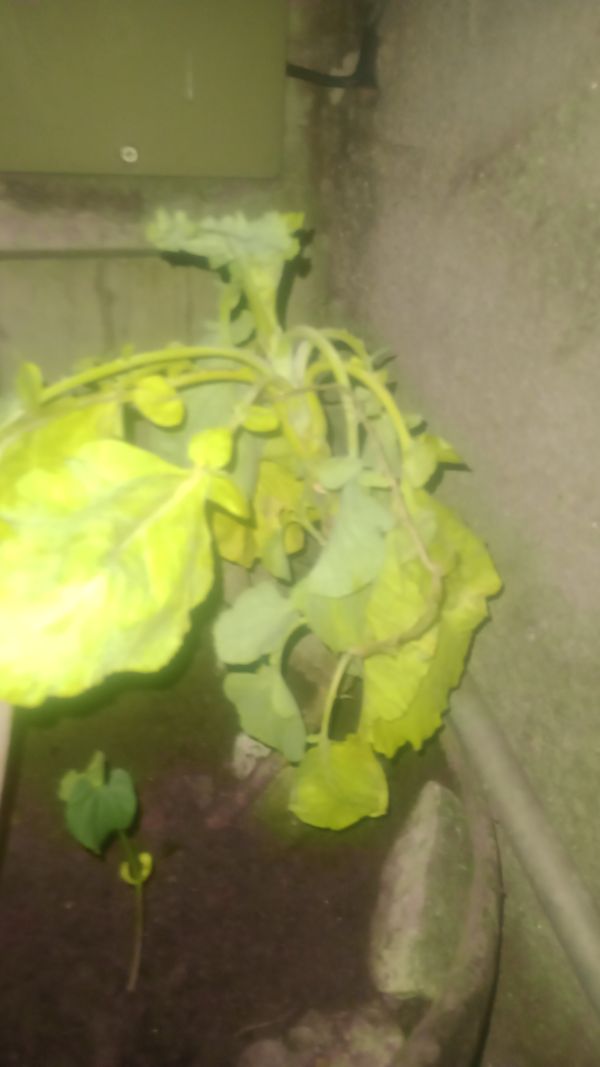 Identificação da planta Nabo por foto