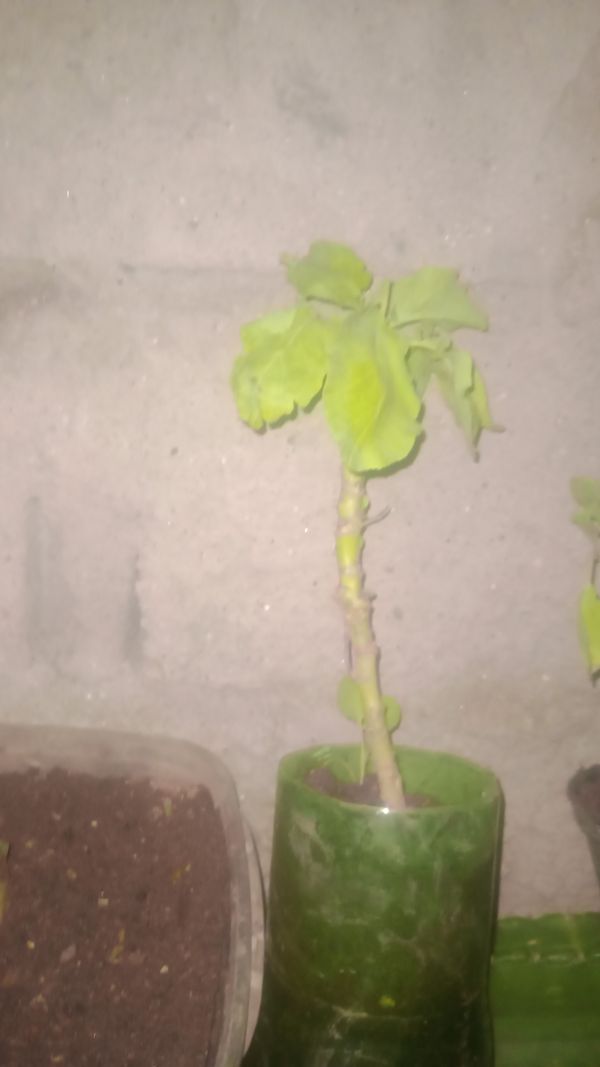 Identificação da planta Aranto por foto