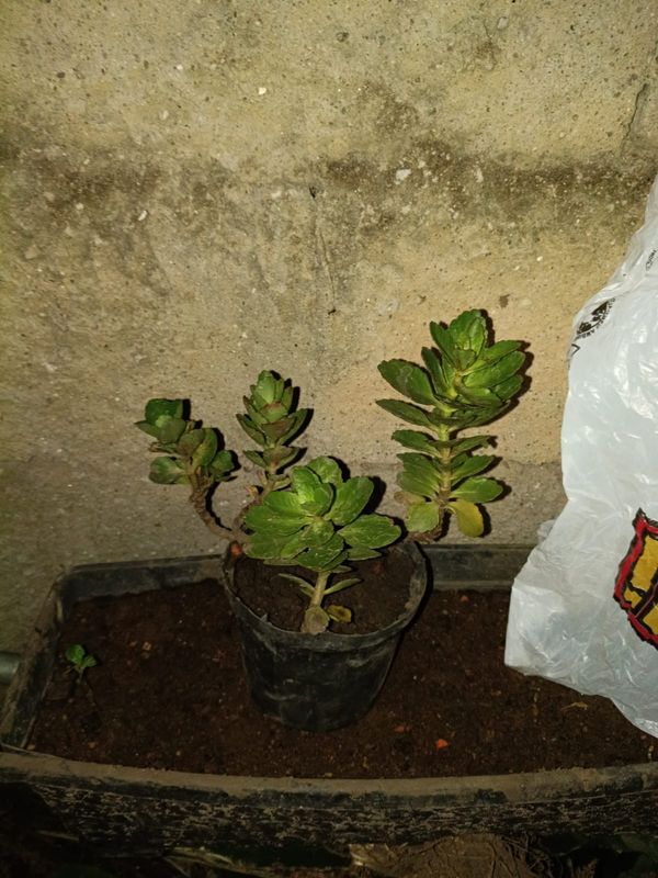 Identificação da planta sedum por foto