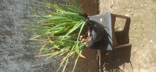 Identificação da planta Babosa por foto