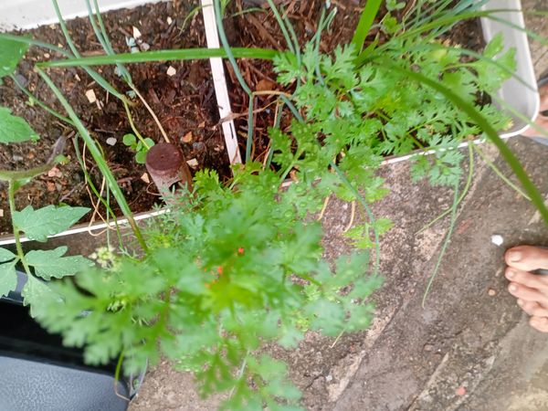 Identificação da planta Coentro por foto