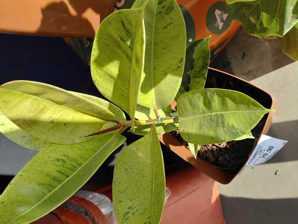 Identificação da planta Figueira-indiana por foto