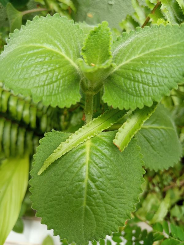 Identificação da planta Hortelã pimenta por foto