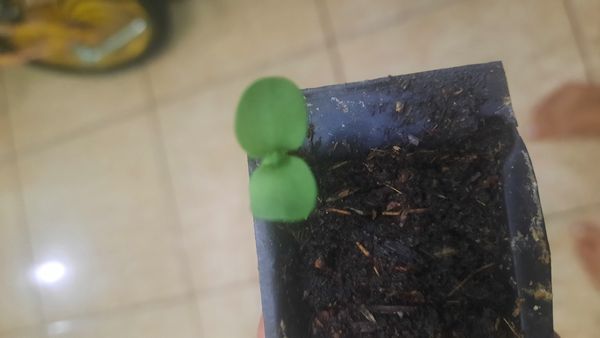 Identificação da planta Pepino por foto