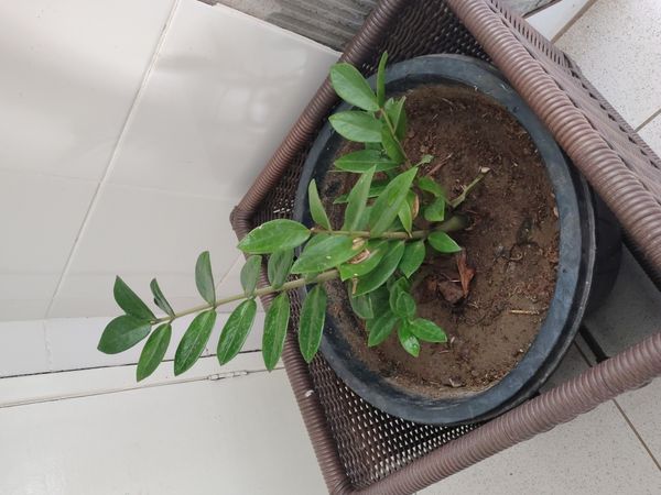 Identificação da planta Zamioculcas por foto