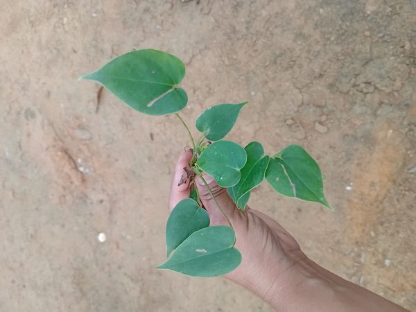 Identificação da planta Não tenho essa informação confiável agora. Posso pesquisar e informar? por foto