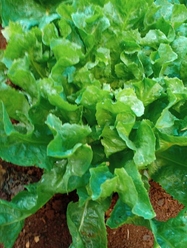 Identificação da planta Escarola por foto