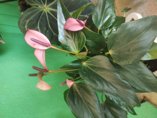 Identificação da planta Micro antúrio por foto