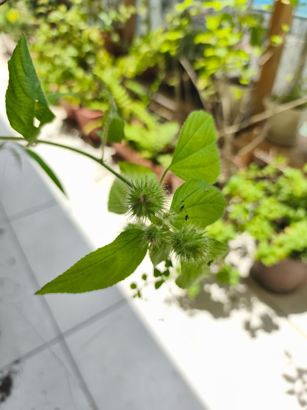 Identificação da planta Paritária branca por foto