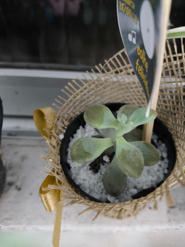 Identificação da planta Pedra da lua por foto